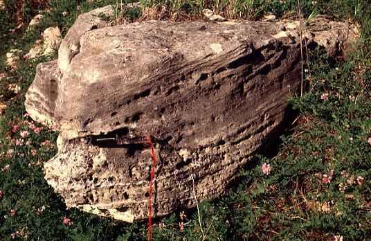 Limestone rock near Fort Riley Kansas